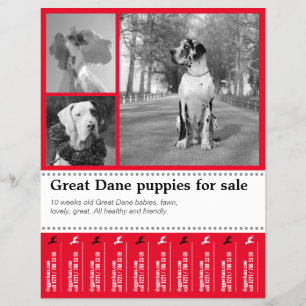 Diseño de folleto de venta de cachorros