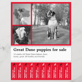 Diseño de folleto de venta de cachorros