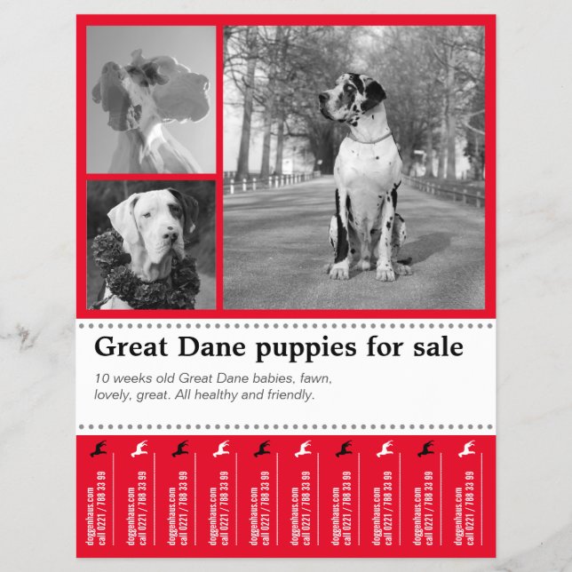 Diseño de folleto de venta de cachorros (Frente)