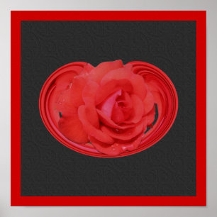 Diseño de gotas de lluvia de rosa roja Póster flor