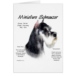 Diseño de historia de Schnauzer en miniatura