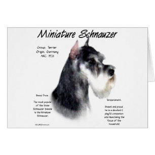 Diseño de historia de Schnauzer en miniatura