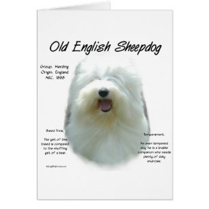 Diseño de historia de Sheepdog en inglés