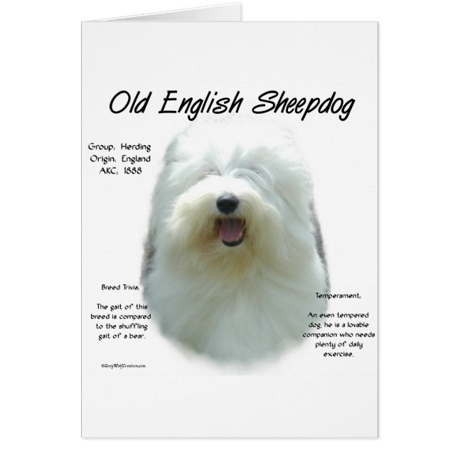 Diseño de historia de Sheepdog en inglés (Frente)