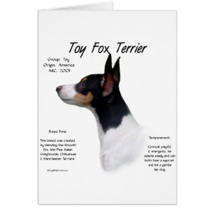 Diseño de historia de Toy Fox Terrier