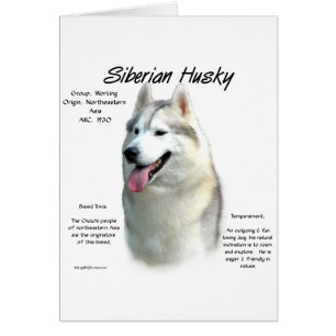 Diseño de historia Husky Siberiano