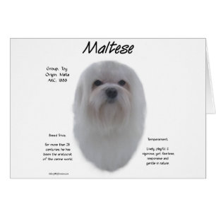 Diseño de historia maltesa