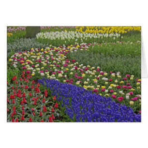 Diseño de jardín de jacinto de uva y tulipanes,