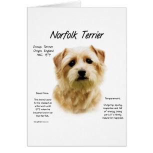 Diseño de la historia de Norfolk Terrier