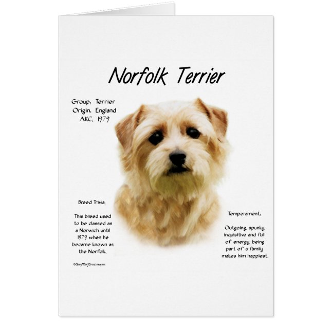 Diseño de la historia de Norfolk Terrier (Frente)