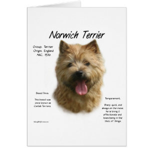 Diseño de la historia de Norwich Terrier