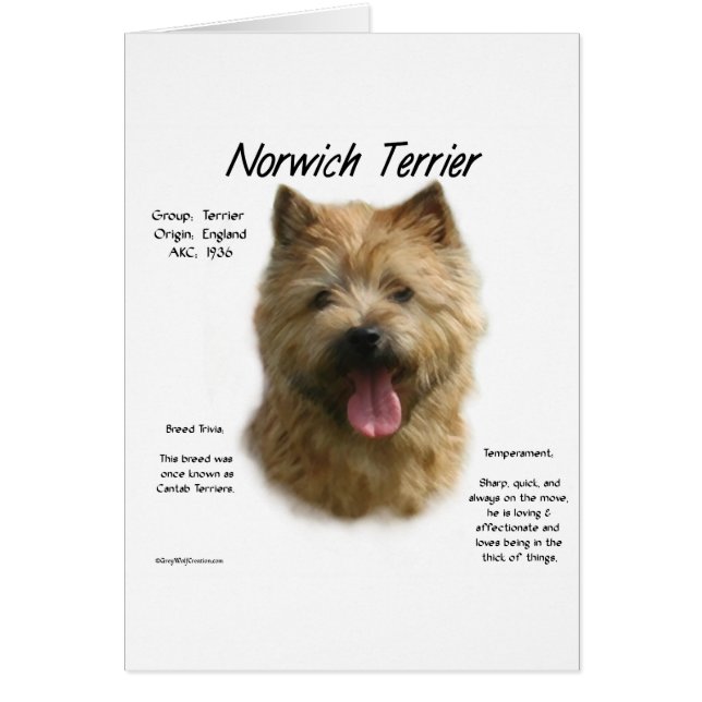 Diseño de la historia de Norwich Terrier (Frente)