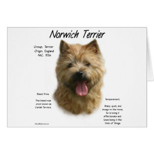 Diseño de la historia de Norwich Terrier