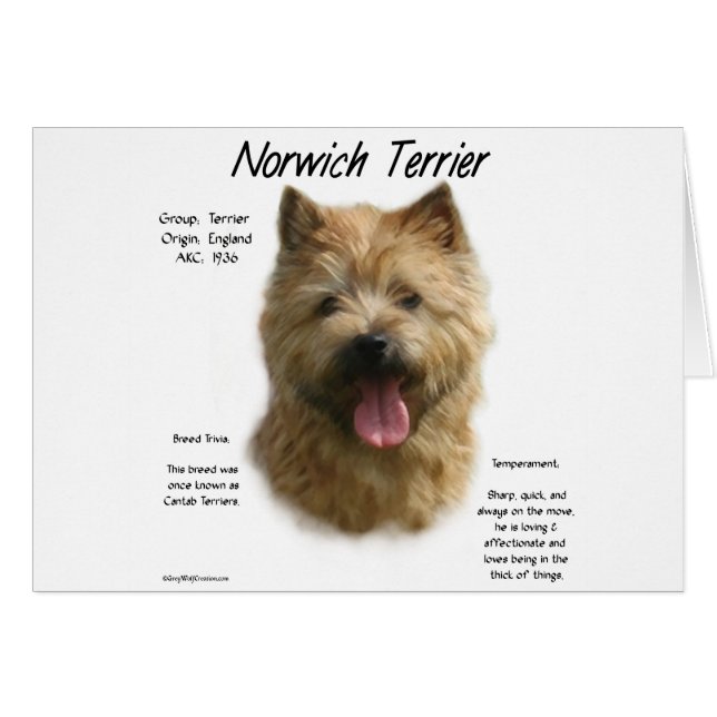 Diseño de la historia de Norwich Terrier (Anverso (Horizontal))