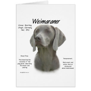 Diseño de la historia de Weimaraner