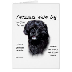 Diseño de la historia del perro de agua portugués