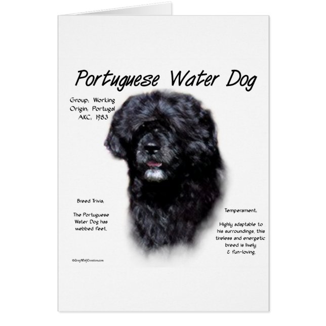 Diseño de la historia del perro de agua portugués (Frente)