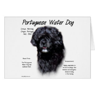 Diseño de la historia del perro de agua portugués