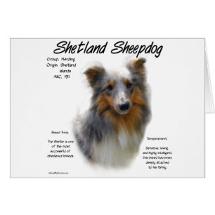 Diseño de la historia del Sheepdog Shetland