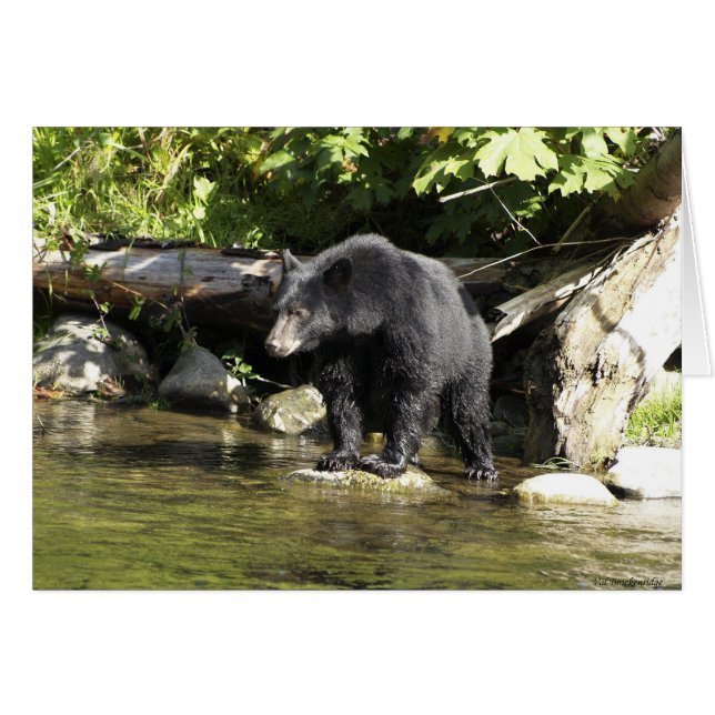 Diseño de oso para partidarios de la vida animal y (Anverso (Horizontal))