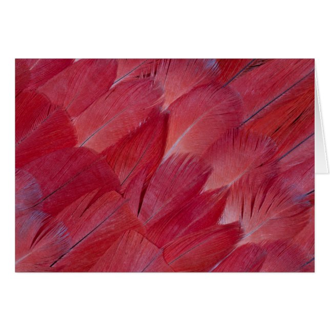 Diseño de pluma de loro gris africano (Anverso (Horizontal))