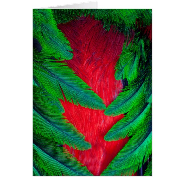 Diseño de plumas Quetzal resplandeciente (Frente)