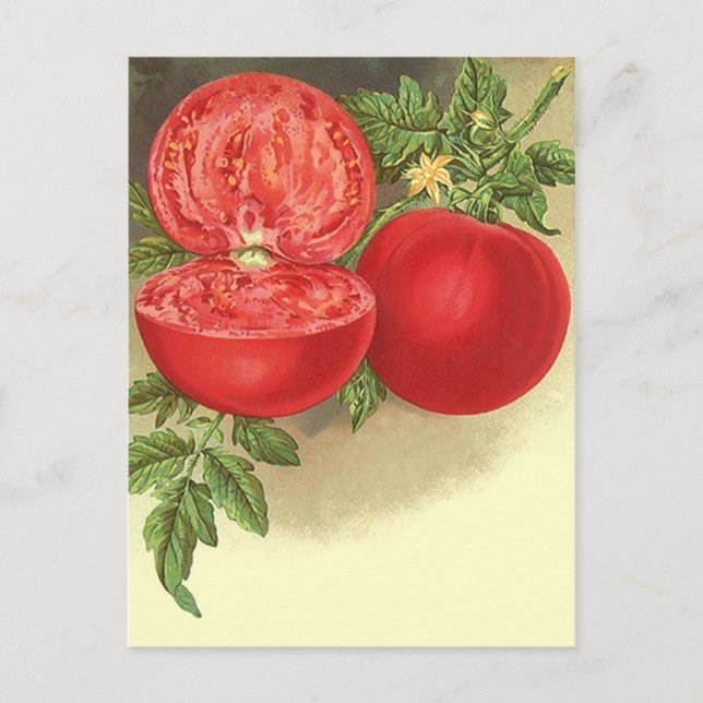 Diseño de postales para tarjetas de recetas para c (Anverso)