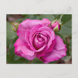 Diseño de postales Rosa Jhelene