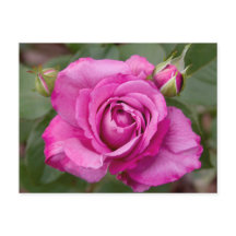 Diseño de postales Rosa Jhelene
