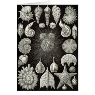 Diseño del Seashell