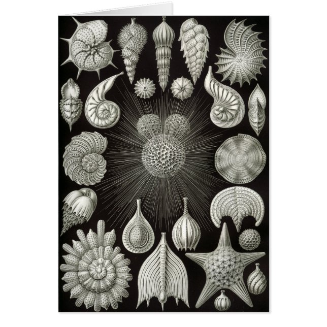 Diseño del Seashell (Frente)