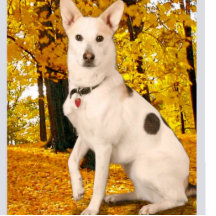 Diseño Estatuilla de fotografía acrílica Personali