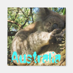 Diseño lindo divertido del imán de la koala de