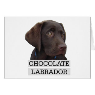 ¡Diseño único de Labrador del chocolate!