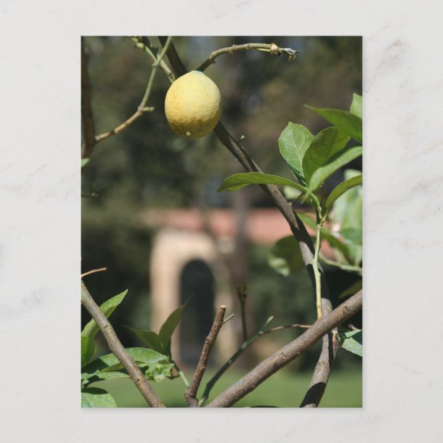 disfruta el sabor del limoncello postal (Anverso)