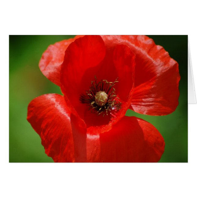 Disparo (Anverso (Horizontal))