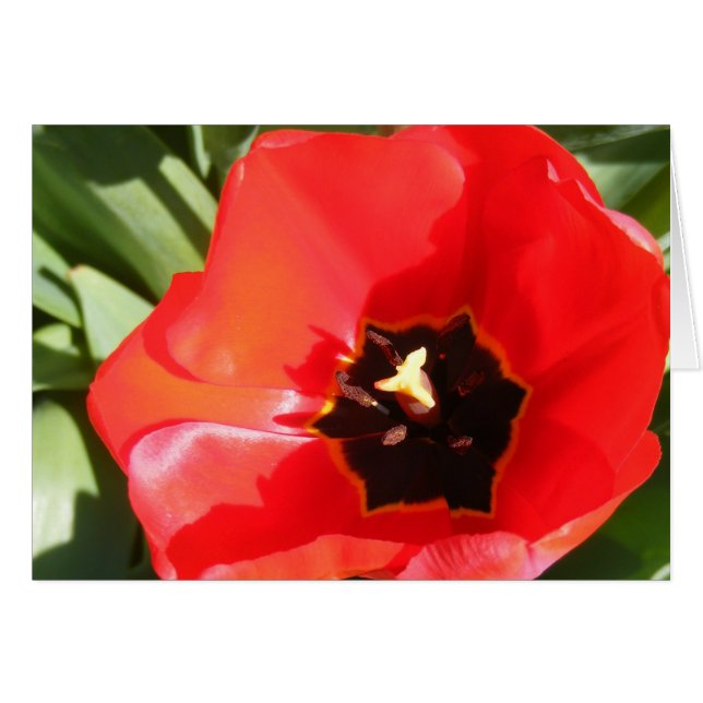 Disparo (Anverso (Horizontal))