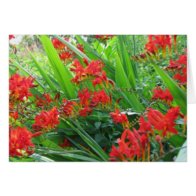 disparo de rojo (Anverso (Horizontal))