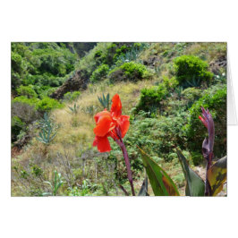 Disparo indio (Canna indica purpurea)