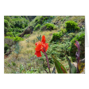 Disparo indio (Canna indica purpurea)