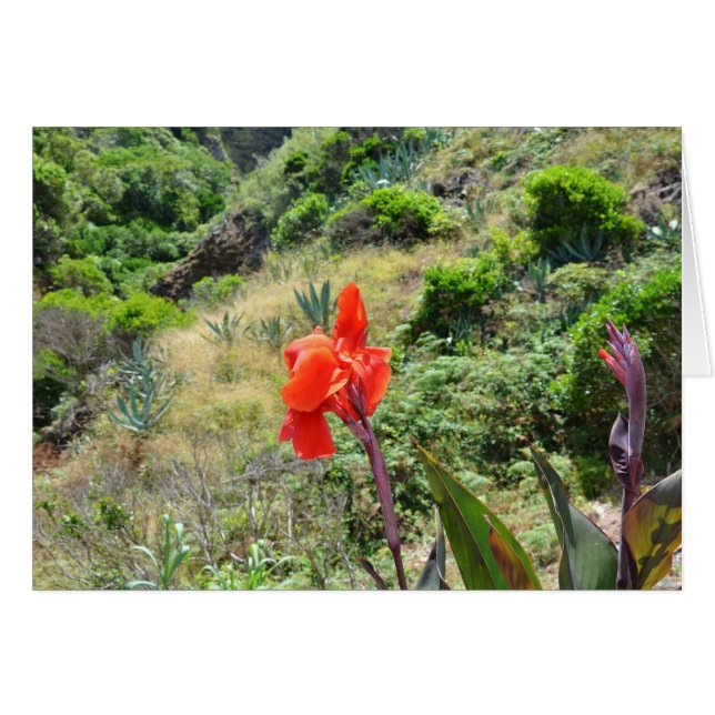 Disparo indio (Canna indica purpurea) (Anverso (Horizontal))