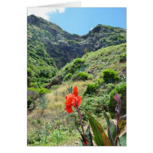 Disparo indio (Canna indica purpurea)