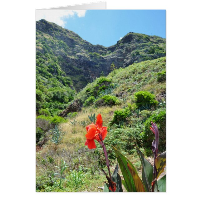 Disparo indio (Canna indica purpurea) (Frente)