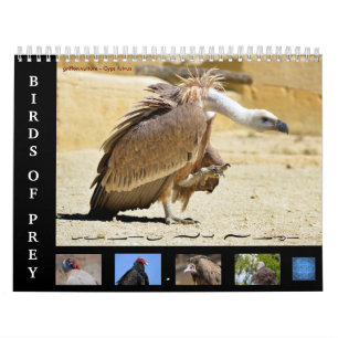 Diversas aves del calendario de presas de 12 meses