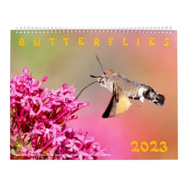 Diversas mariposas para el calendario 2023 (Tapa)