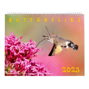 Diversas mariposas para el calendario 2023