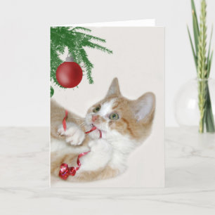 Diversión del navidad del gato