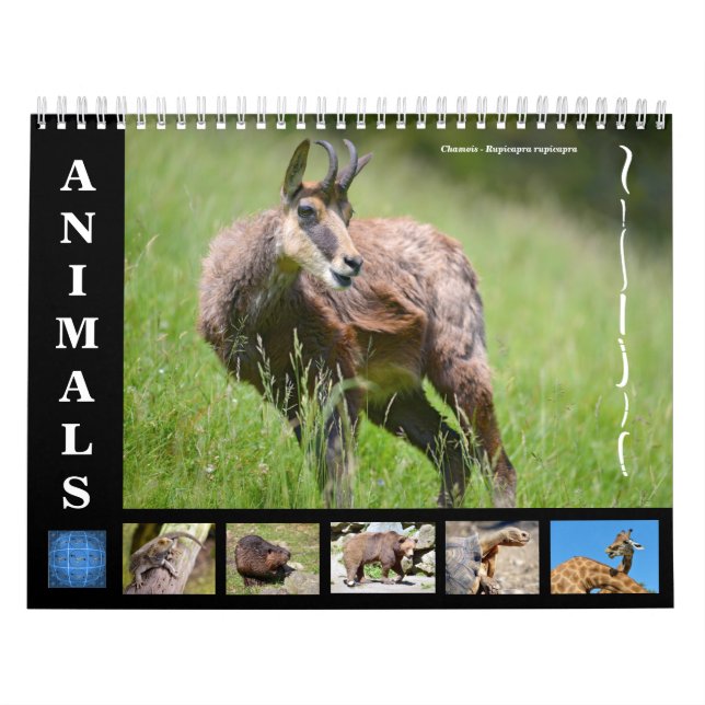 Diversos animales calendario de 12 meses (Tapa)
