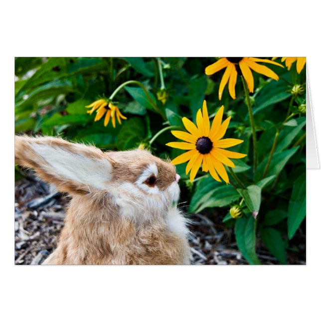 Divertido conejo (Anverso (Horizontal))