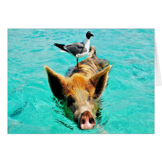 Divertido juntar costillas de gaviota de caya norm